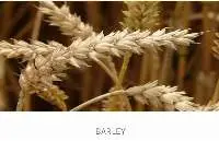 Barley
