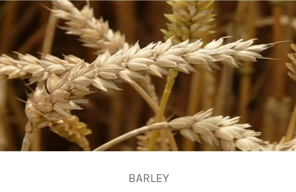 Barley