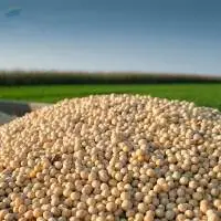Soybean