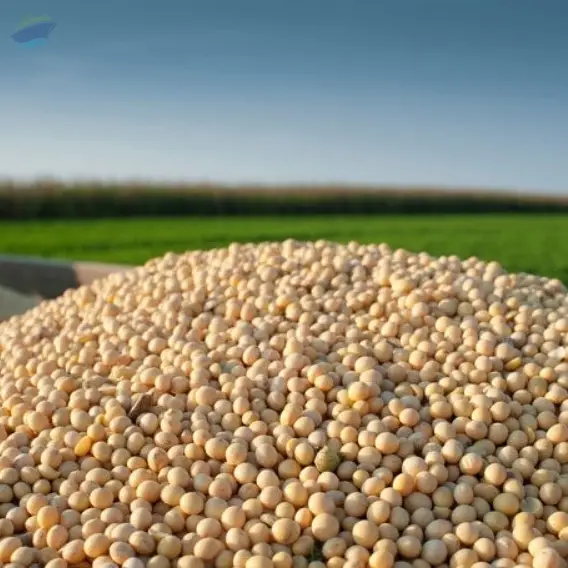 Soybean