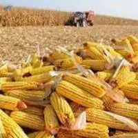 Corn