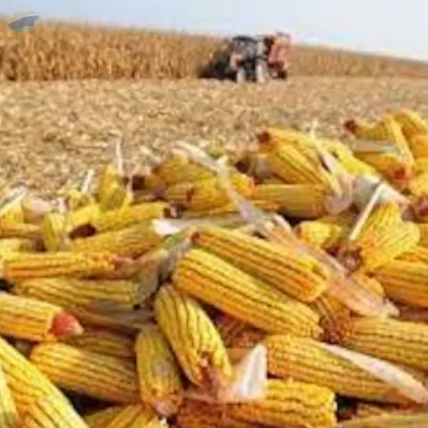 Corn