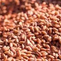 Soft and Hard Red Wheat