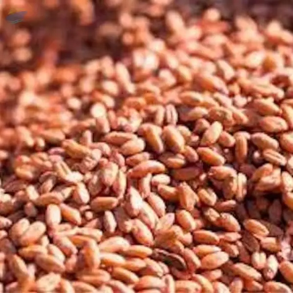 Soft and Hard Red Wheat