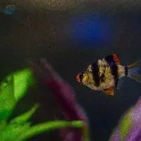 Ornamental Fish Species