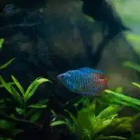 Ornamental Fish Species
