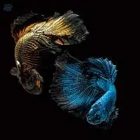 Ornamental Fish Species