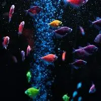 Ornamental Fish Species