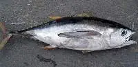 Yellowfin Tuna