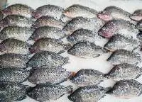 Tilapia