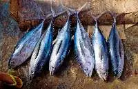 Bluefin Tuna