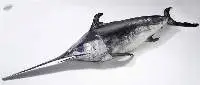 Swordfish