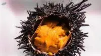 Sea Urchin Roe
