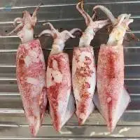Squid