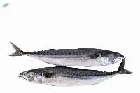 Mackerel