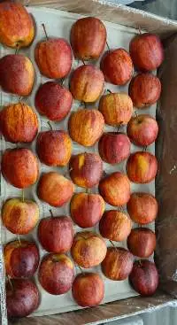 Apples - All kinds , sizes and types of packing