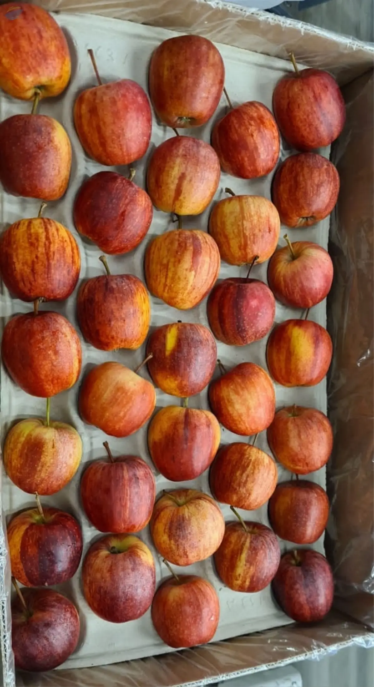 Apples - All kinds , sizes and types of packing