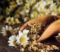 Chamomile