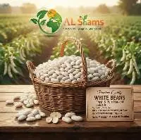 White Kidney Bean