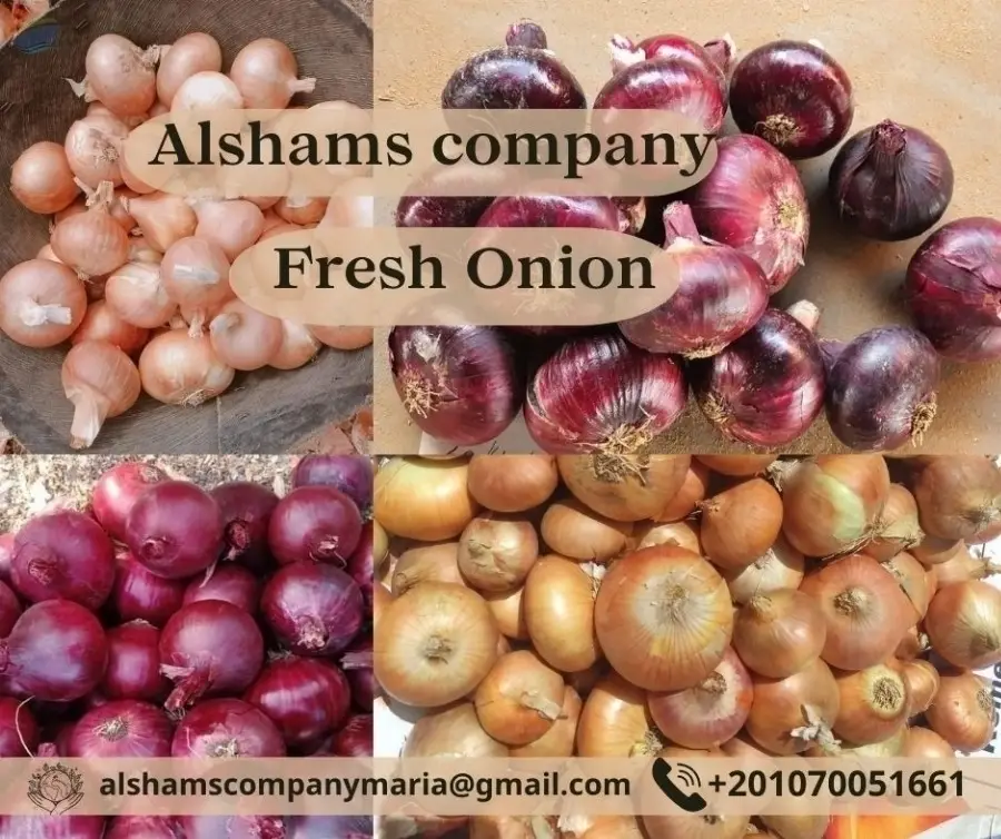 Fresh Onion