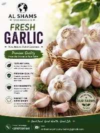 Fresh Garlic