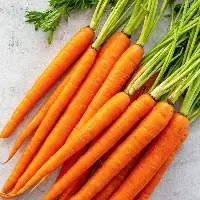 Fresh carrot