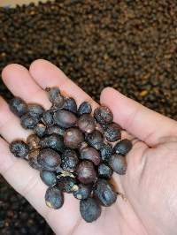 Gayo, Lintong, Mandheling Moist 13%