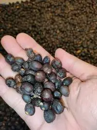 Gayo, Lintong, Mandheling Moist 13%