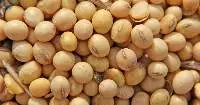 Soybeans