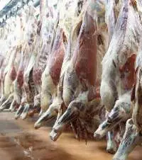 Frozen Beef Meat