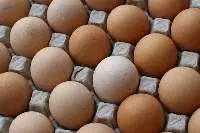 Chicken Egg