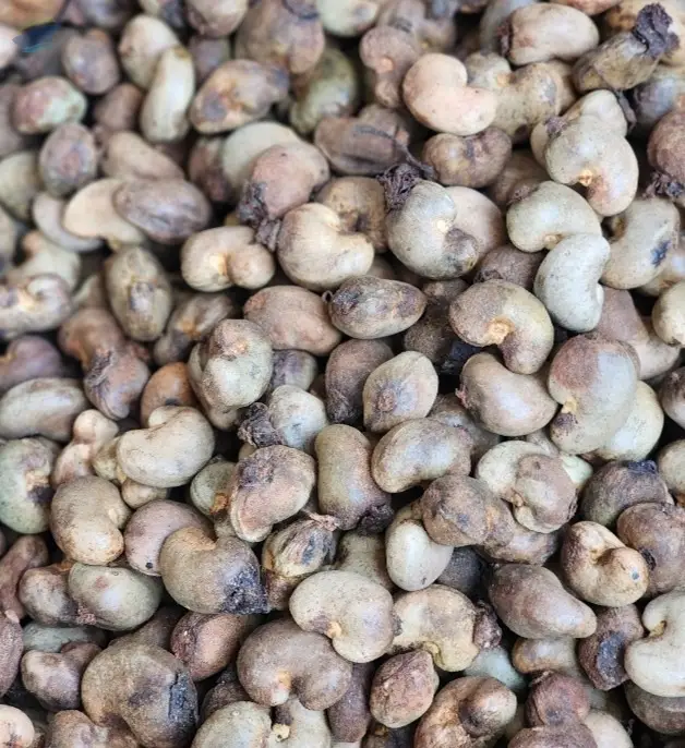 Raw Cashew Nut