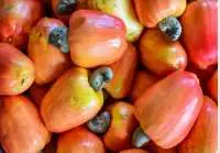 Raw Cashew Nut