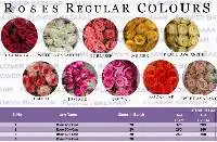 Fresh Cut Roses - 20 Colours