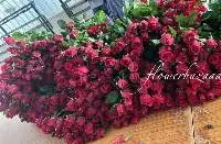 Fresh Cut Red Rose - Taj mahal
