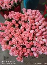 Fresh Cut Noblesse Rose