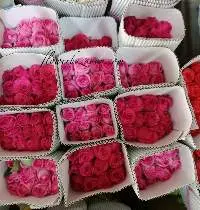 Fresh Cut Hotshot Rose