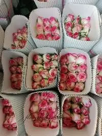 Fresh Cut Jumilia Rose