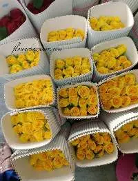 Fresh Cut Yellow Rose - Solaire
