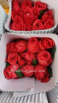 Fresh Cut Rockstar Rose
