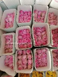 Fresh Cut Revival Rose
