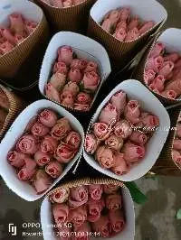 Fresh Cut Rose Hermosa