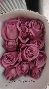 Fresh Cut Rose New Orleans