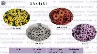 Chrysanthemum Santini 4 Colours