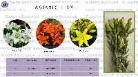 Asiatic Lily 3 Colours