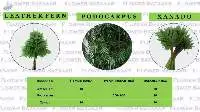 Leafs / Foliage 30+ Varieties