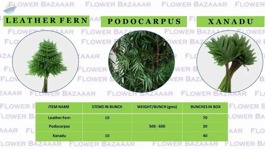 Leafs / Foliage 30+ Varieties
