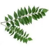 Curry Leaves