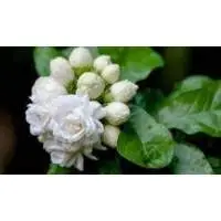 Beli Flower