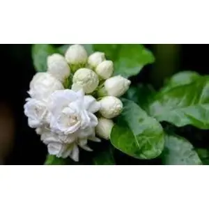 Beli Flower